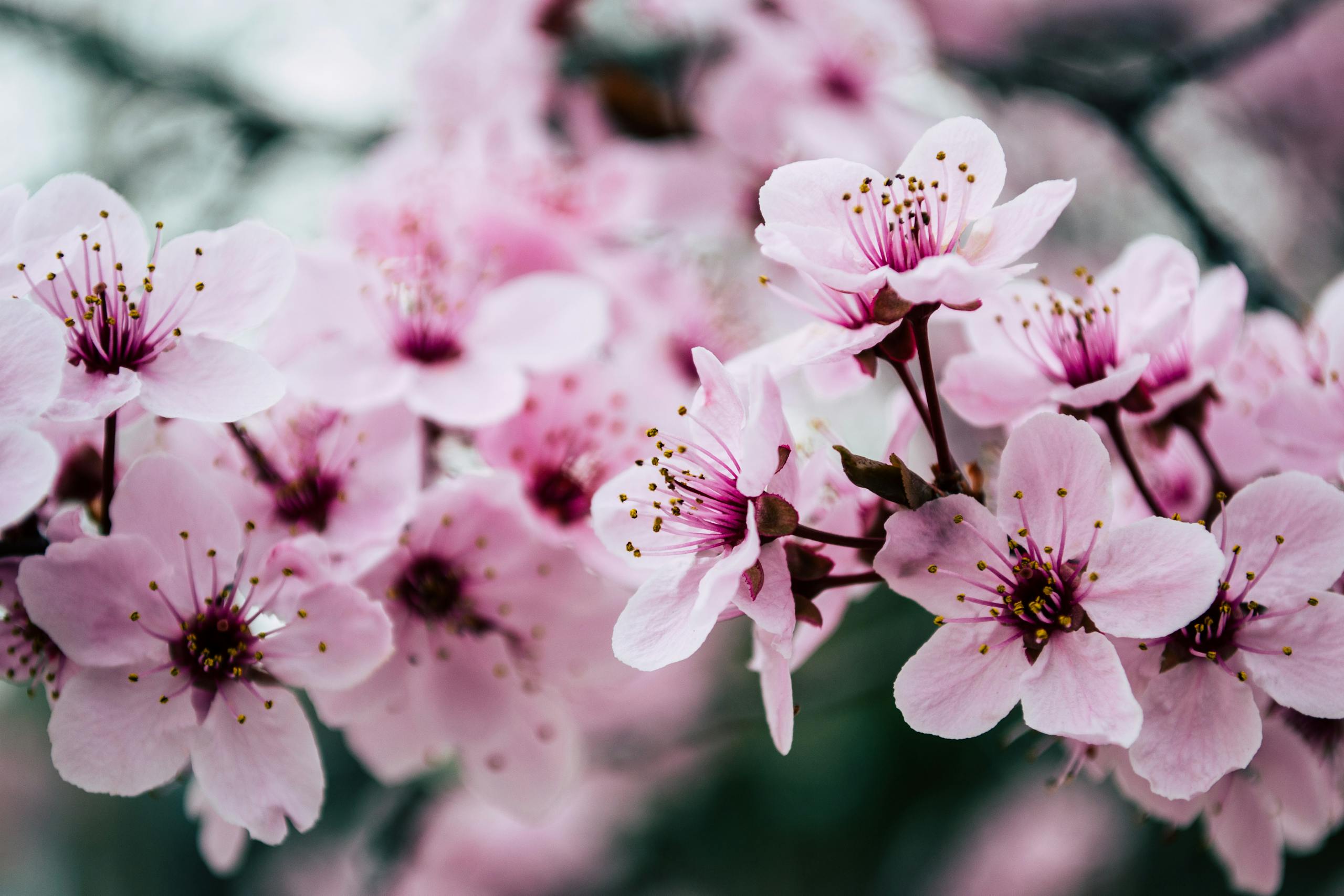 Jin Shin Jyutsu Vibrant close-up of pink cherry blossoms capturing spring