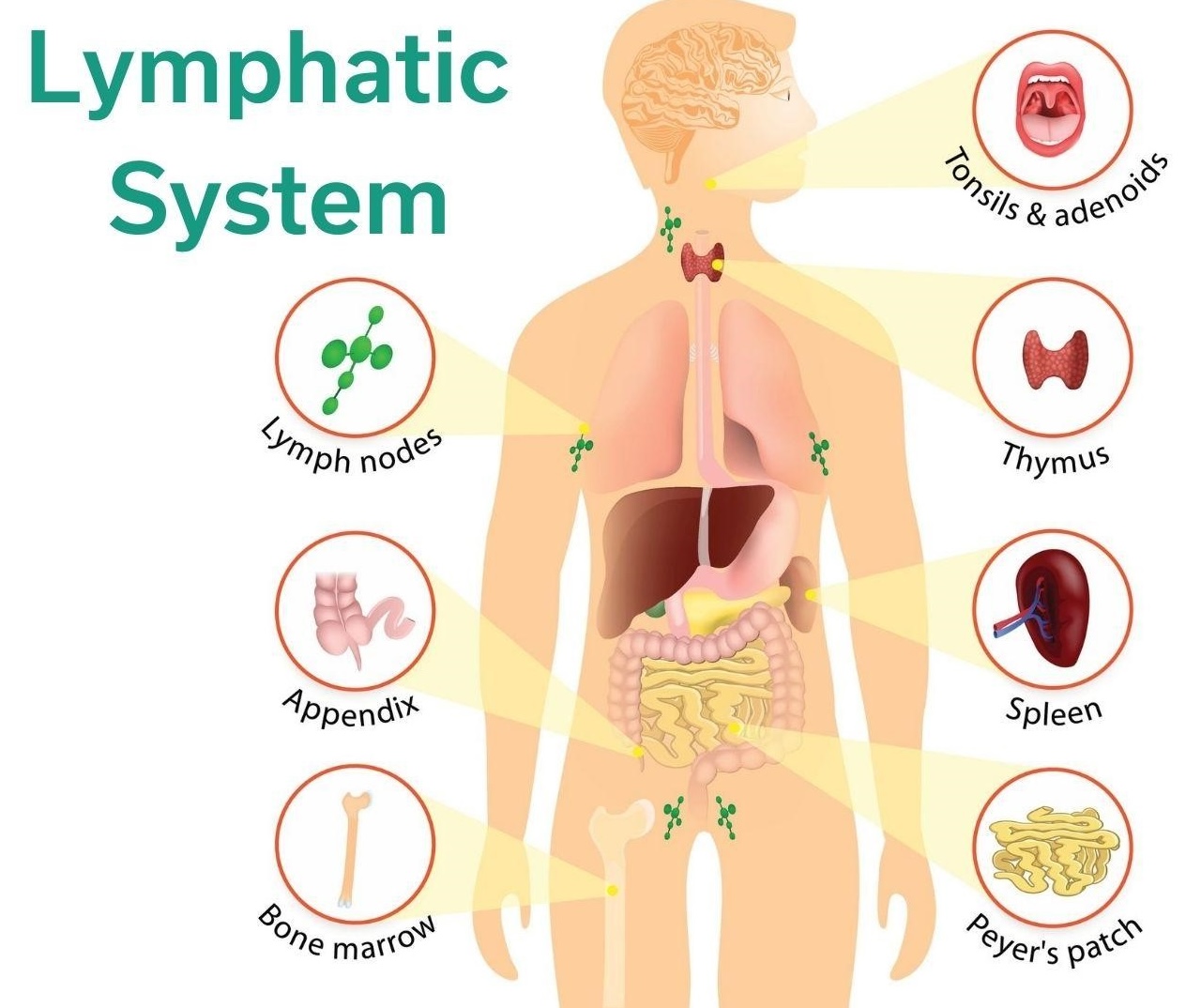 oyh lymphatic system